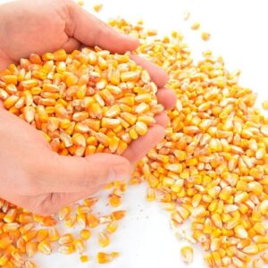 Bulk Yellow Maize For Sale