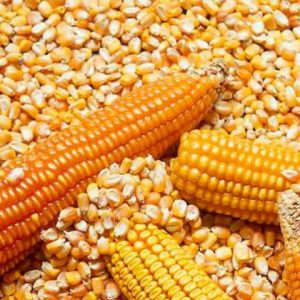 Yellow corn for human consumption Bulk Sales